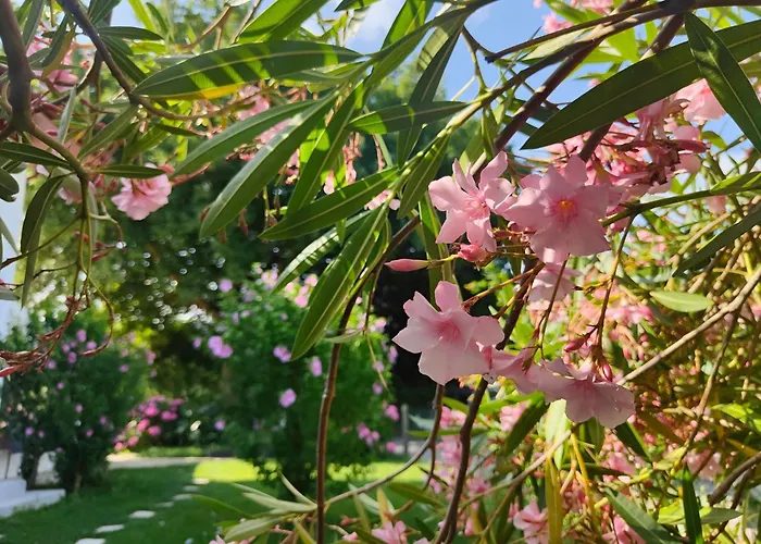 Gîte Amaren Bidea à Aroue, chez Simone et Manu Aroue-Ithorots-Olhaiby
